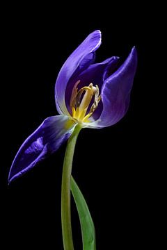 Blue purple tulip with a opened petal and view to stamen and pistil, isolated on a black background, by Maren Winter