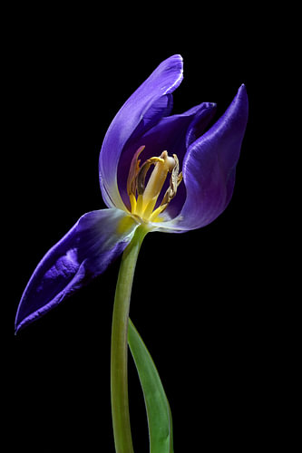 Blaulila Tulpe mit geöffnetem Blütenblatt und Blick auf Staubgefäß und Stempel, isoliert auf schwarz