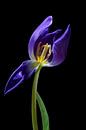 Blue purple tulip with a opened petal and view to stamen and pistil, isolated on a black background, by Maren Winter thumbnail