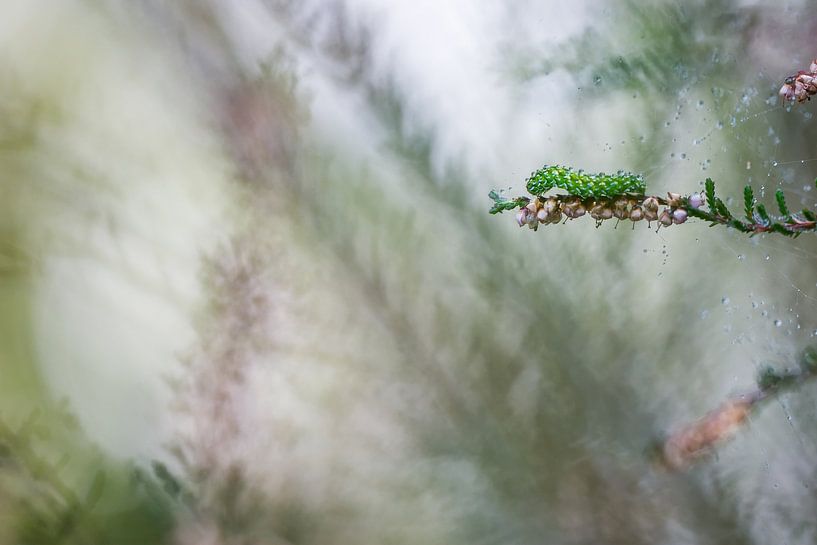 Caterpillar in the heather by Danny Slijfer Natuurfotografie