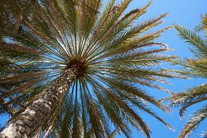 Palm tree in the evening light