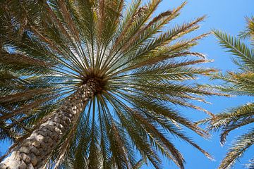 Palmboom van Jeroen Kleiberg
