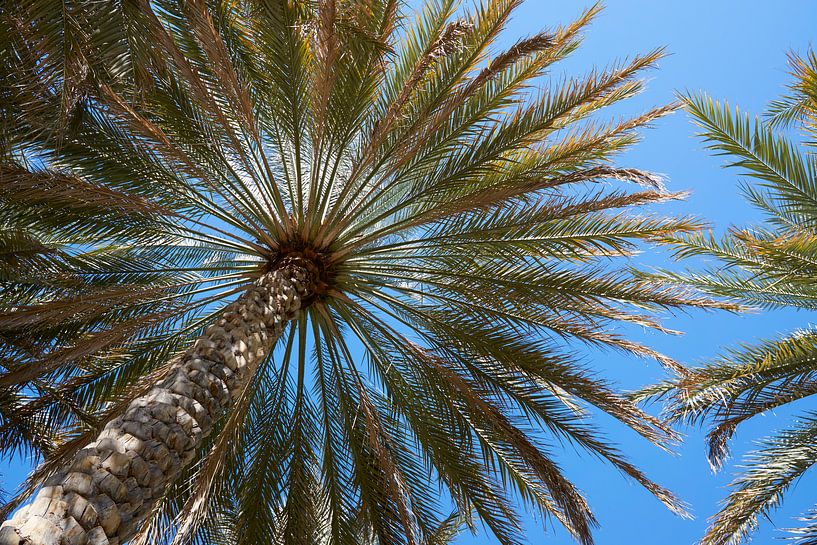 Palmboom par Jeroen Kleiberg