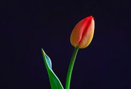 Malerische Tulpe von Thomas Jäger