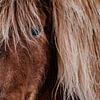 Icelandic horse close-up by Melissa Peltenburg