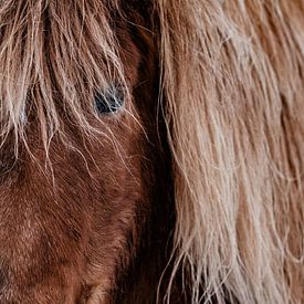 Icelandic horse close-up by Melissa Peltenburg