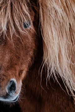 IJslands paard close-up van Melissa Peltenburg