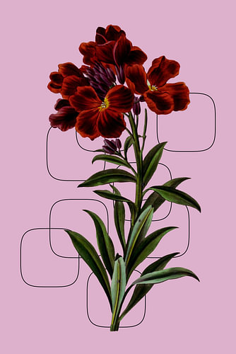 Fleur de tibouchina