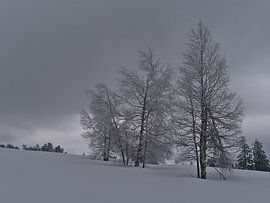 Winter landscape with bare birch trees in deep snow in the Black Forest by Timon Schneider