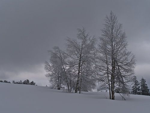 Winterlandschap met kale berken in diepe sneeuw in het Zwarte Woud