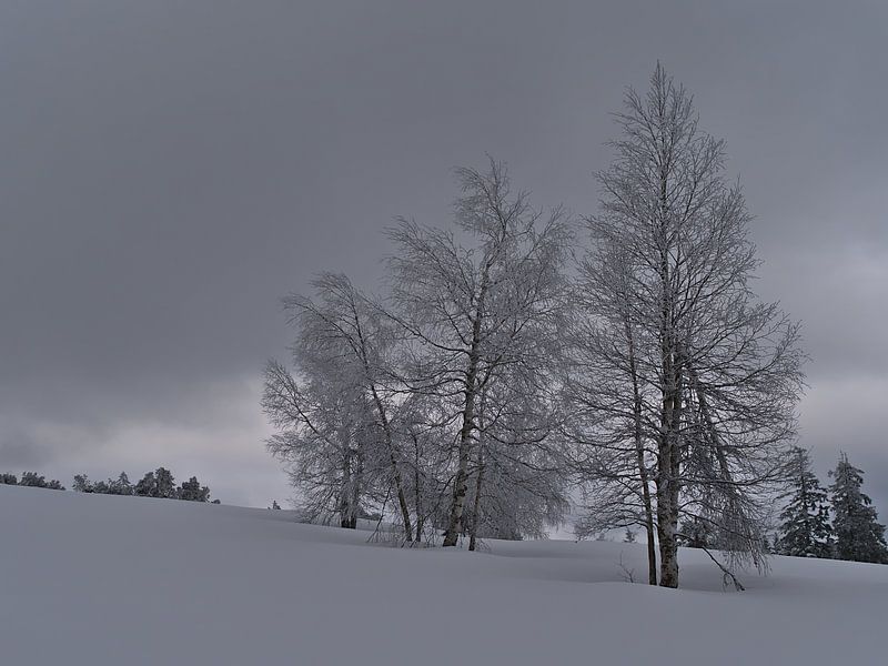 Winterlandschap met kale berken in diepe sneeuw in het Zwarte Woud van Timon Schneider