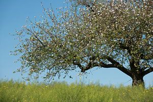 Vogeltje in bloeiende appelboom