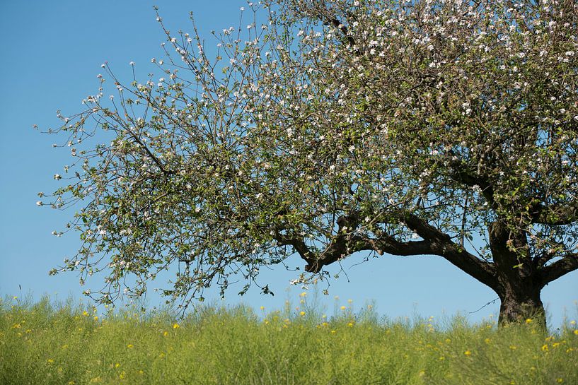 Vogeltje in bloeiende appelboom van Remke Spijkers