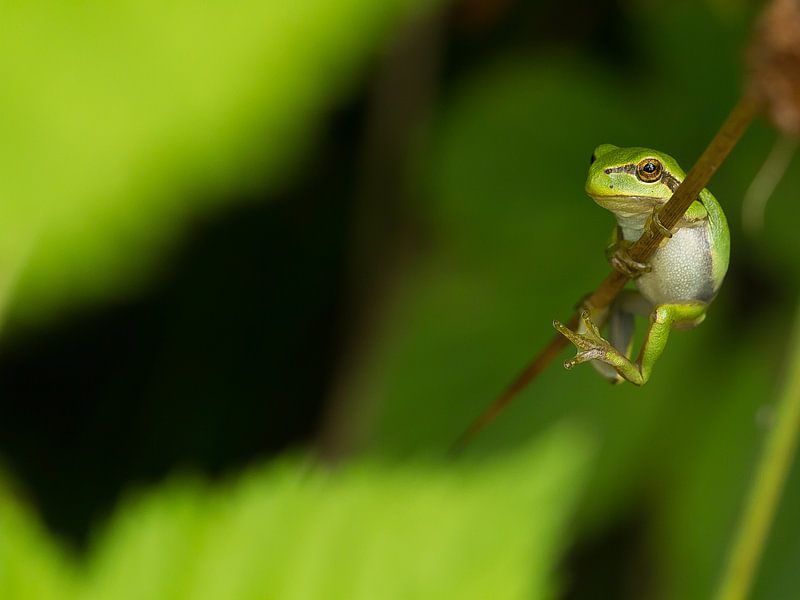 Hold on by Patrick Blom
