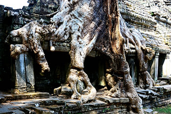 The imposing roots of Prasat Preah Khan