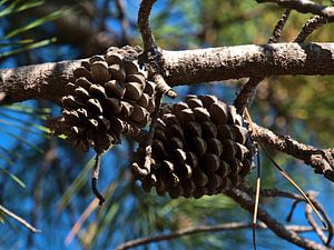 Pinus pinaster sur Timon Schneider