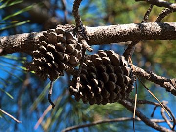 Pinus pinaster van Timon Schneider