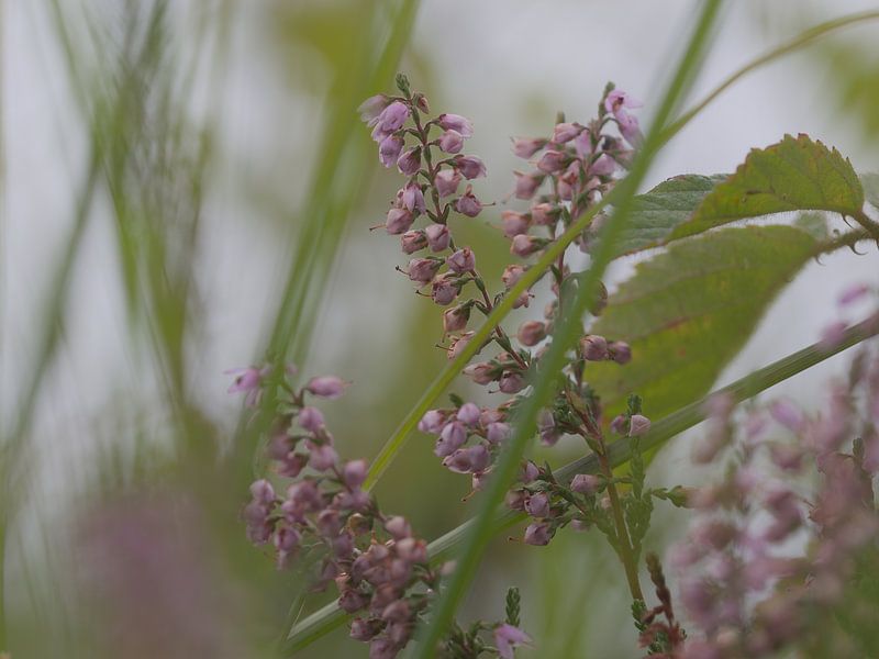 Heather by Monique Verlouw