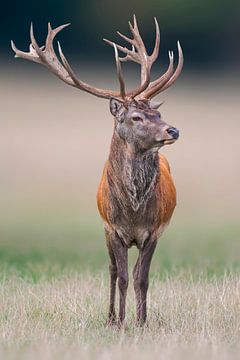 Male deer standing on a meadow by Mario Plechaty Photography