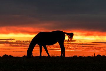 Paard in zonsondergang. van Hans Buls Photography