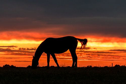 Cheval au coucher du soleil.