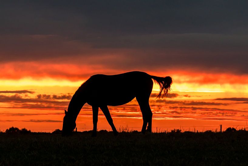 Paard in zonsondergang. van Hans Buls Photography