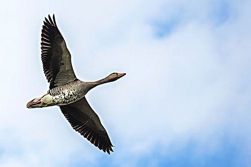 Flying gray goose