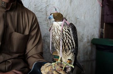 Falkner mit Falknerei Falke in Doha, Katar