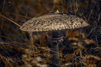 Mushroom in autumn