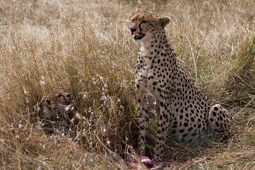 Cheetah met jong  van René & Yvonne Claassen