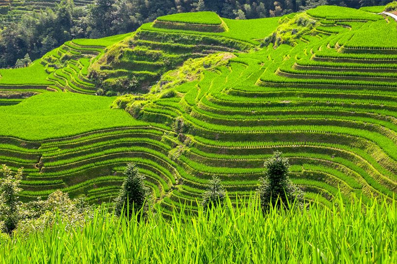 Longji Reithalle China von Peter Voogd