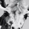 Girafe en gros plan sur Foto Studio Labie