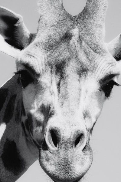 Giraffe Nahaufnahme von Foto Studio Labie