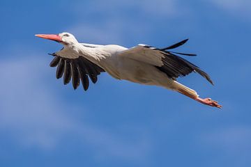 Storch im Anflug von Tobias Luxberg