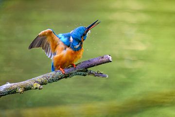 Common kingfisher (Alcedo atthis) male sitting on a branch by Sjoerd van der Wal Photography