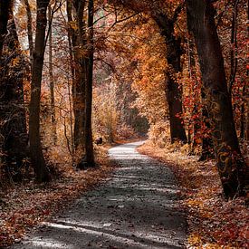 Autumn forest sur Maarten Kuiper