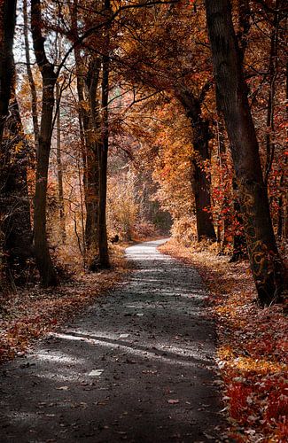 Autumn forest van Maarten Kuiper