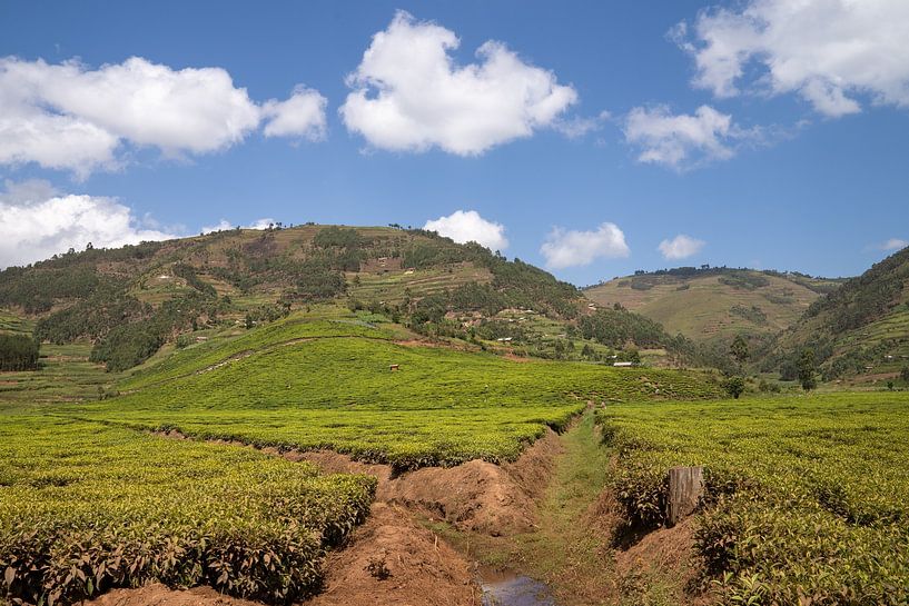 Tea fields, Uganda by Alexander Ludwig