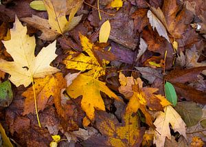 Herfst boeket van herstkleur bladeren