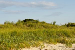 Beach Dunes