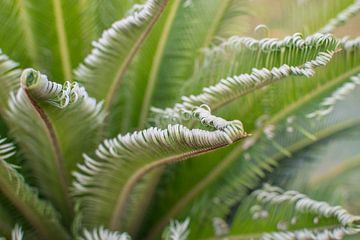 Dreamy ferns by Iris Koopmans