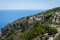 Chèvres de montagne sur la côte méditerranéenne par Adriana Mueller Aperçu