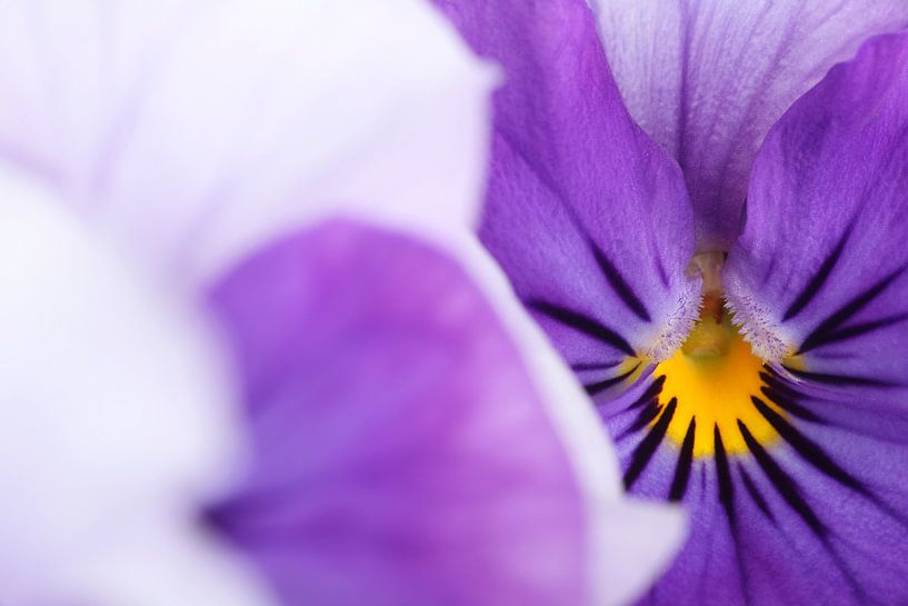 Close-up of Violets by Ronald Pol