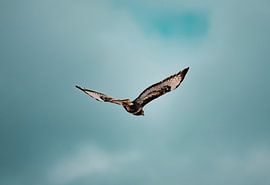 A Buzzard glides through the blue sky by Daniel Jacobs Fotografie
