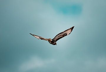 Een Buizerd glijdt door de blauwe lucht