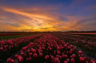 Zonsondergang boven een tulpenveldje van Carla Matthee thumbnail
