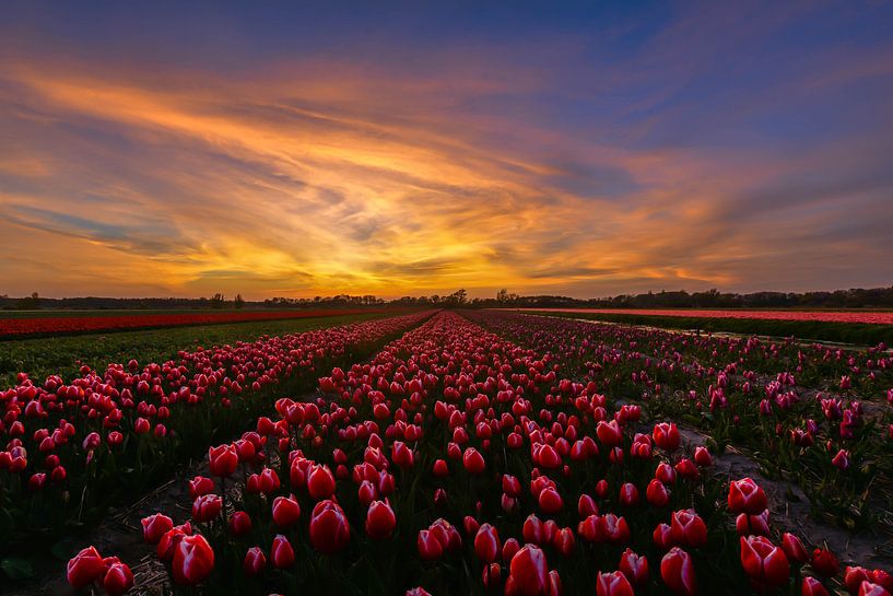 Zonsondergang boven een tulpenveldje van Carla Matthee