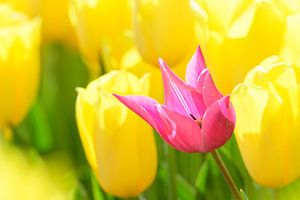 Im Frühling in einem Tulpenfeld stehen