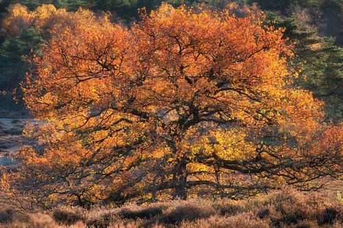Eik op de Loenermark