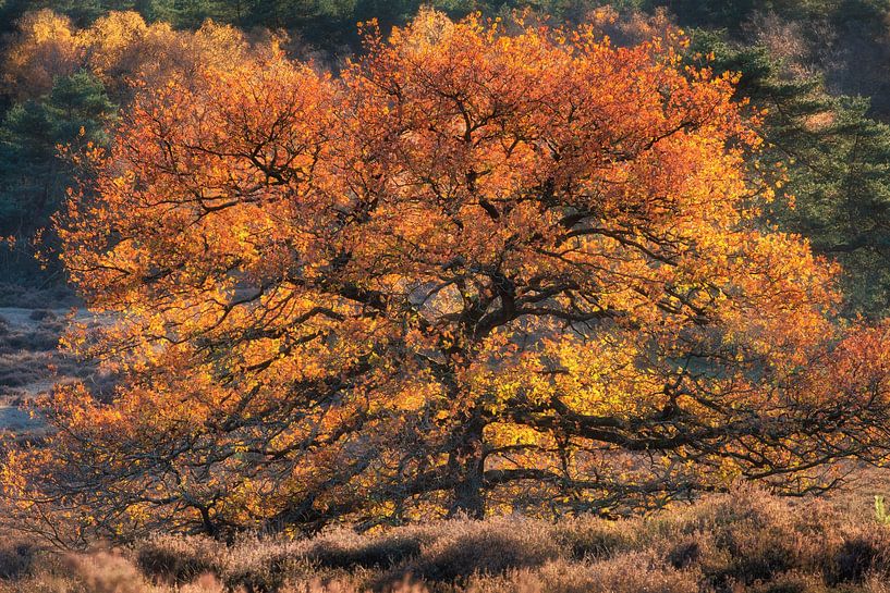 Eiche in der Lönermark von Martijn Schruijer